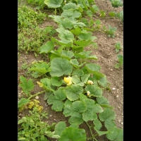 Courge ou potirron (1)